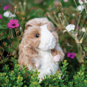 Daphne Guinea Pig