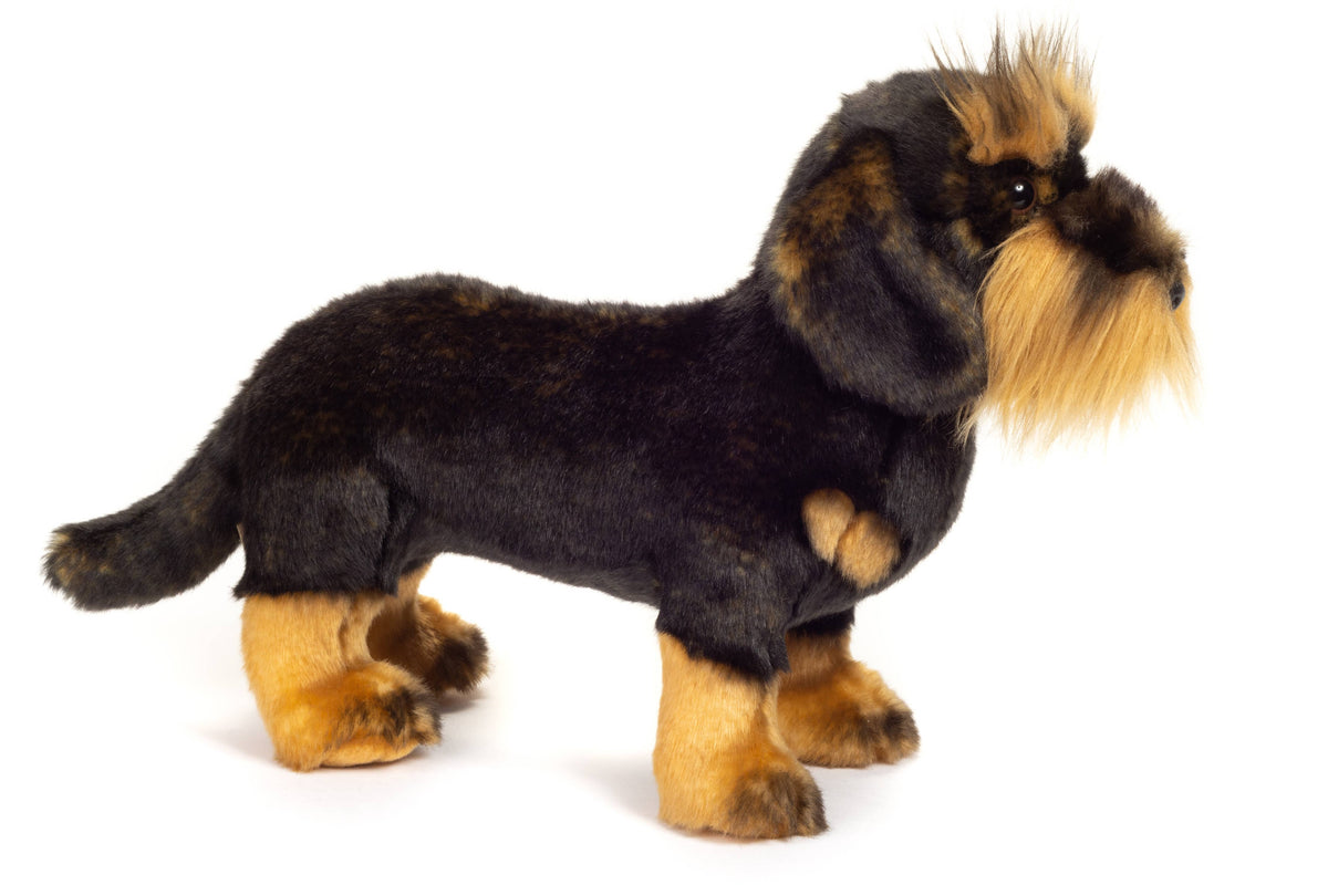 Wire-haired dachshund standing 28 cm - plush toy - soft toy